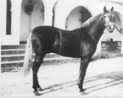 stallion Jabali II (Pura Raza Espanola (PRE), 1981, from Iberico III)