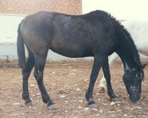 broodmare Malvita (Pura Raza Espanola (PRE), 1961, from Halcon)