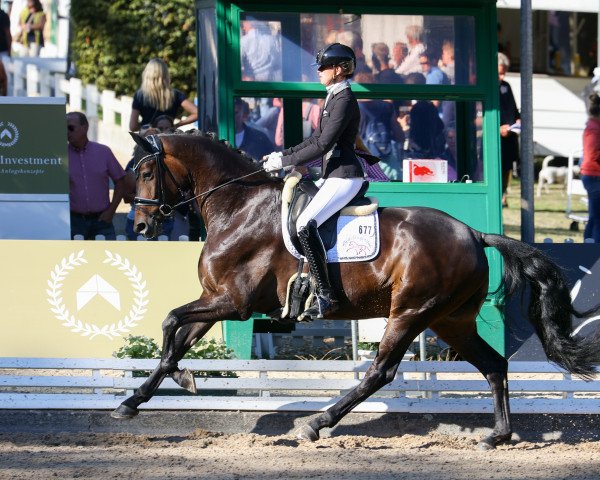 dressage horse Manolo FRH (Hanoverian, 2017, from Morricone)
