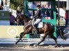 dressage horse Manolo FRH (Hanoverian, 2017, from Morricone)