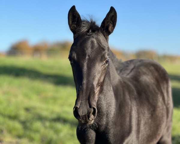 dressage horse Chloe’s Love Story L (Oldenburg, 2022, from CADEAU NOIR)