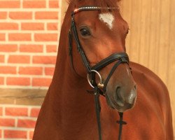 dressage horse George Clooney 4 (Hanoverian, 2003, from Grand Cru)