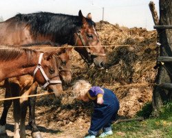 broodmare Courbette (Hanoverian, 1979, from Cherbourg)