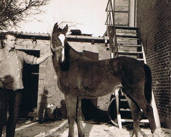 broodmare Bida (Holsteiner, 1965, from Colibri)