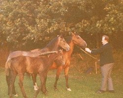 broodmare Graefin (Holsteiner, 1970, from Tin Rod xx)