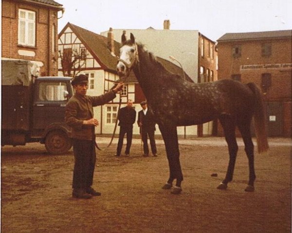stallion Tin Rod xx (Thoroughbred, 1964, from Tin Whistle xx)