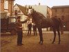 Pferd Tin Rod xx (Englisches Vollblut, 1964, von Tin Whistle xx)