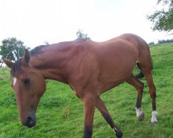 broodmare Larissa 447 (Württemberger, 1992, from Lehar)