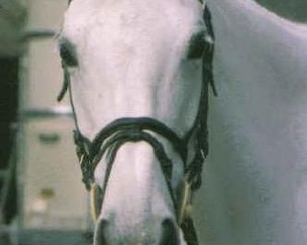 broodmare Octavia (German Warmblood, 1982, from Octavo xx)