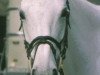 broodmare Octavia (German Warmblood, 1982, from Octavo xx)