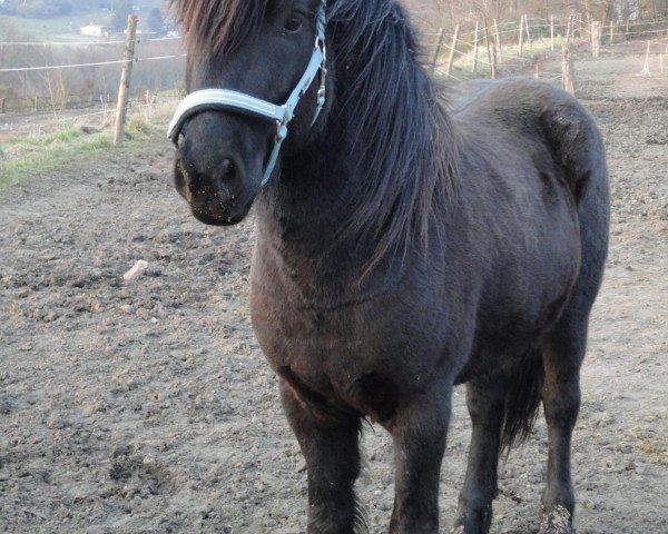 Pferd Álmur vom Rittershof (Islandpferd, 2006, von Hlynur frá Kjarnholtum I)
