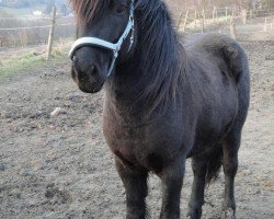 horse Álmur vom Rittershof (Iceland Horse, 2006, from Hlynur frá Kjarnholtum I)