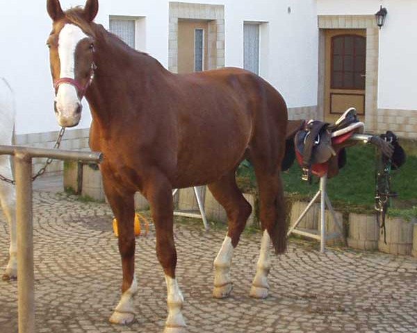 Zuchtstute Melanie 1988 (Edles Warmblut, 1988, von Largos)