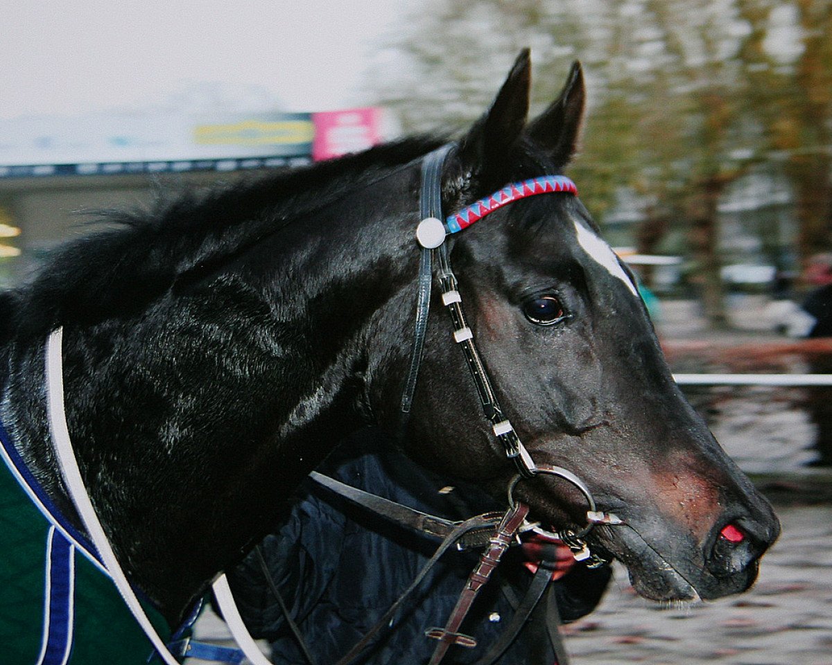 horse Touch of Time xx (Thoroughbred, 2006, from Diamante xx)