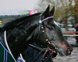 horse Touch of Time xx (Thoroughbred, 2006, from Diamante xx)