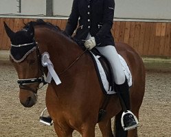 dressage horse Roachford (German Riding Pony, 2006, from Rodrigo)