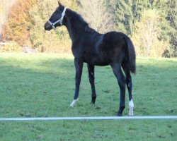 Pferd Quality of Quaterback (Deutsches Reitpferd, 2010, von Quaterback)