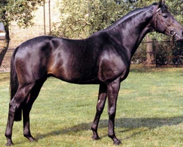 Pferd Bormio xx (Englisches Vollblut, 1985, von Ti amo xx)