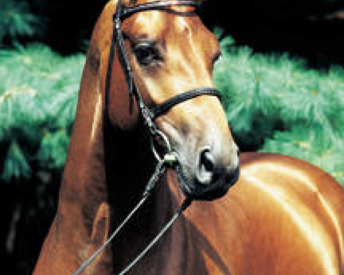 stallion Aquilino (Oldenburg, 1994, from Argentinus)