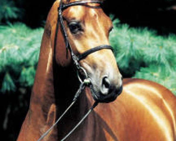 stallion Aquilino (Oldenburg, 1994, from Argentinus)