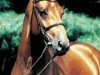 stallion Aquilino (Oldenburg, 1994, from Argentinus)