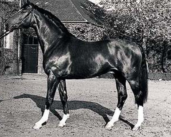 stallion Artwig (Hanoverian, 1974, from Argentan I)