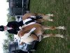 Springpferd Alexis 197 (Haflinger, 1995, von Aragon (6,25% ox))