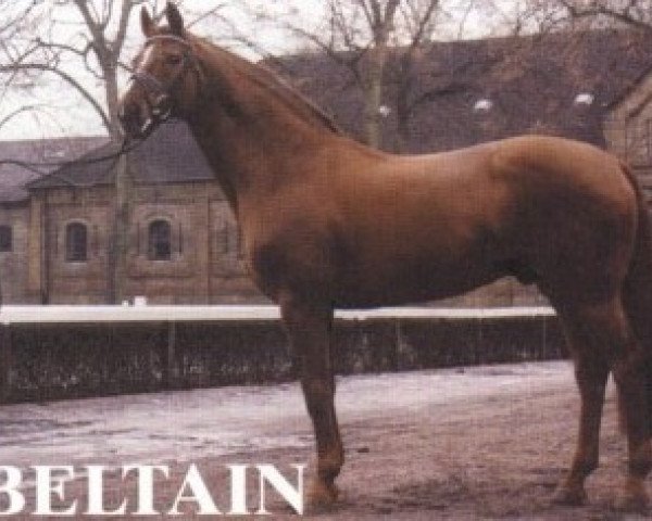 stallion Beltain (Hanoverian, 1984, from Bolero)