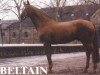 stallion Beltain (Hanoverian, 1984, from Bolero)
