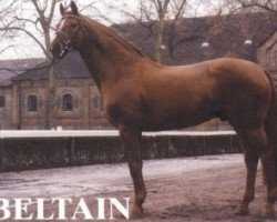 stallion Beltain (Hanoverian, 1984, from Bolero)