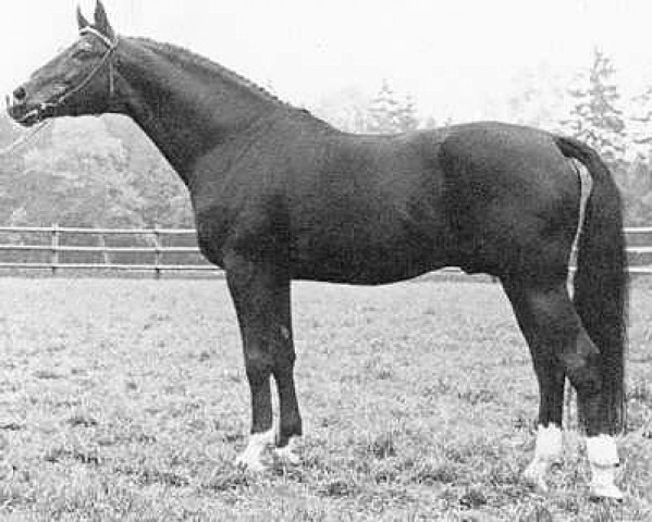stallion Ordensglanz (Trakehner, 1966, from Herbstglanz)