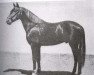 stallion Zurito II (Pura Raza Espanola (PRE), 1928, from Presumido)