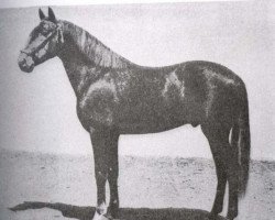 stallion Zurito II (Pura Raza Espanola (PRE), 1928, from Presumido)