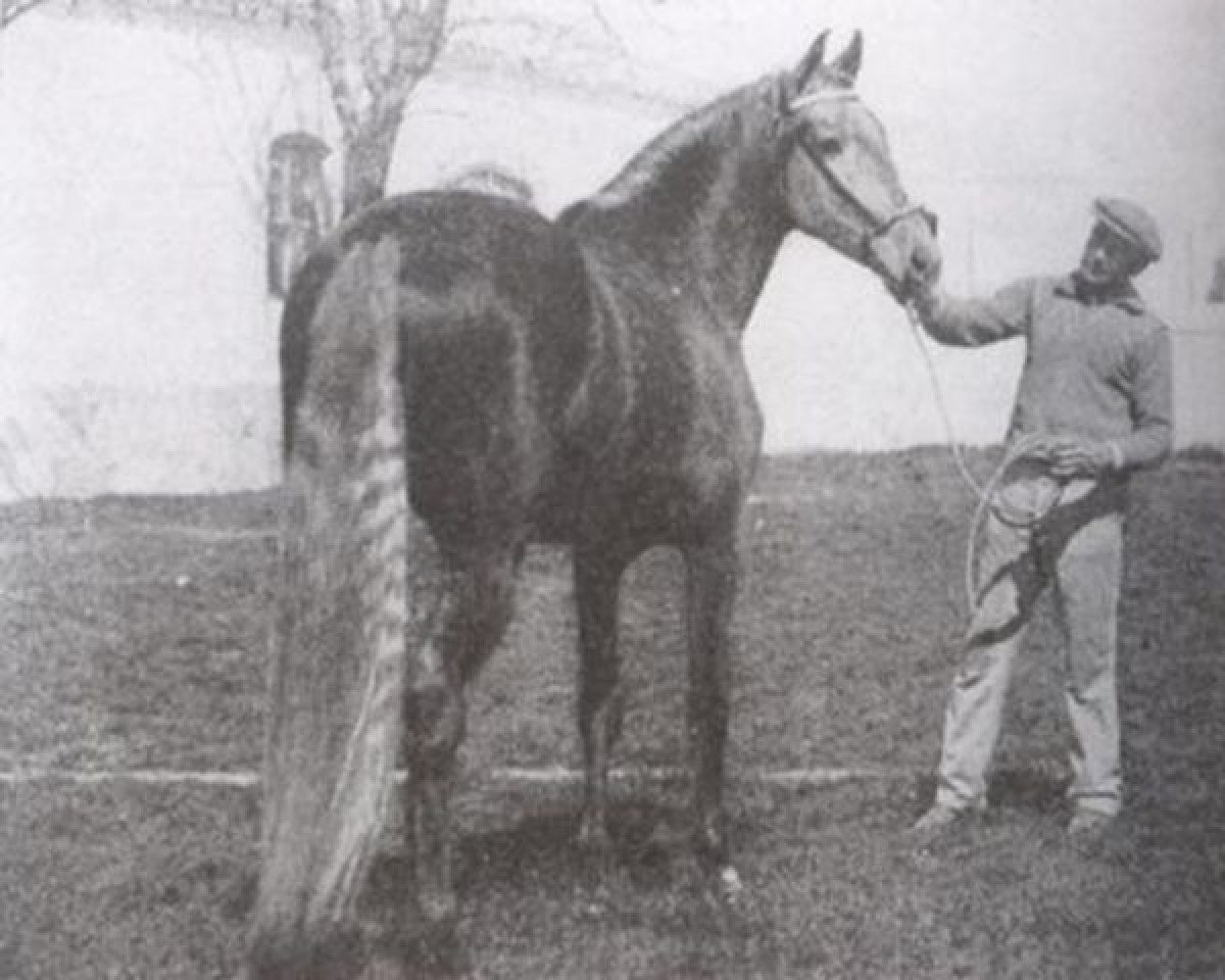 Deckhengst Ingenioso VI (Pura Raza Espanola (PRE), 1930, von Alegre II)