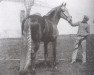 stallion Ingenioso VI (Pura Raza Espanola (PRE), 1930, from Alegre II)