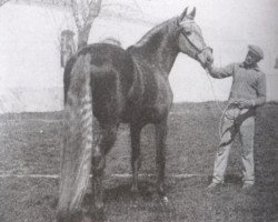 stallion Ingenioso VI (Pura Raza Espanola (PRE), 1930, from Alegre II)