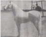 stallion Americano (Pura Raza Espanola (PRE), 1927, from Presumido)