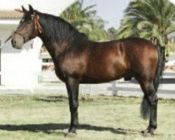 stallion Lego (Pura Raza Espanola (PRE), 1991, from Lebrijano III)