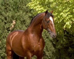 stallion Utrerano VII (Pura Raza Espanola (PRE), 1993, from Lebrijano III)