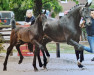 broodmare Cilda (Oldenburg show jumper, 2008, from Converter)