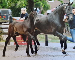 broodmare Cilda (Oldenburg show jumper, 2008, from Converter I)