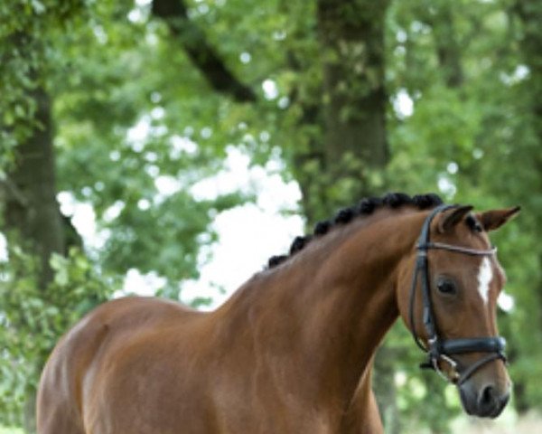 horse Floortje (New Forest Pony, 2015, from Havehoeve's Floris)