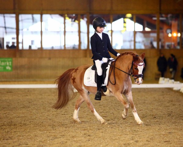 dressage horse Dancer (Welsh mountain pony (SEK.A), 2004, from Colne Hyperion)