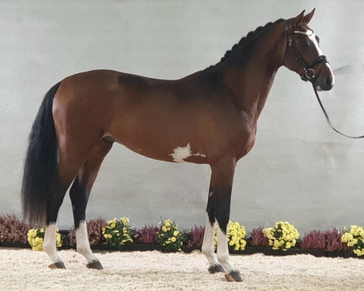 stallion Toeloop (Hanoverian, 2019, from Tangelo van de Zuuthoeve)