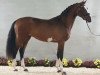 stallion Toeloop (Hanoverian, 2019, from Tangelo van de Zuuthoeve)