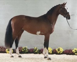 stallion Toeloop (Hanoverian, 2019, from Tangelo van de Zuuthoeve)