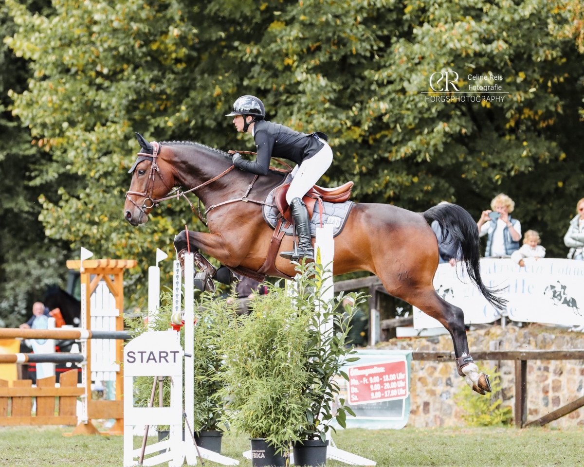 Springpferd Mountbatten 7 (Hannoveraner, 2015, von Métall)