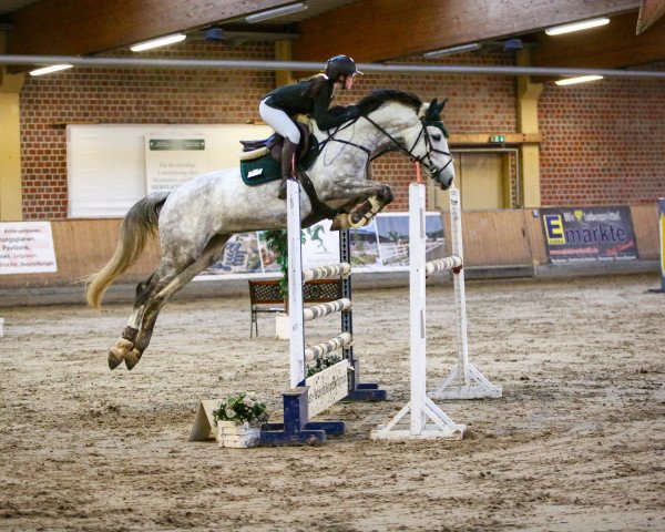 jumper C'Est Mon Bébé (Holsteiner, 2015, from Comme il Faut)