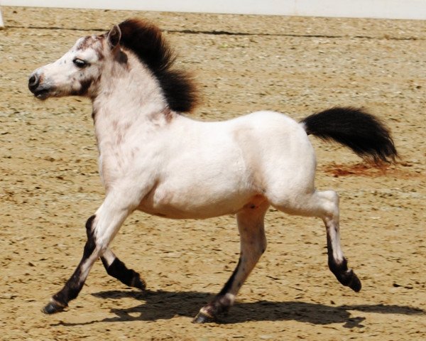 Pferd Undercover (Dt.Part-bred Shetland Pony,  , von Upside van de berk)