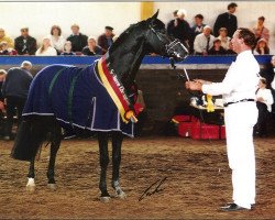 stallion Dinar (Arab half breed / Partbred, 1994, from Decoration AA)